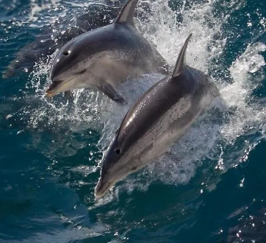 Appartamento Torres De Yomely Playa Americas *