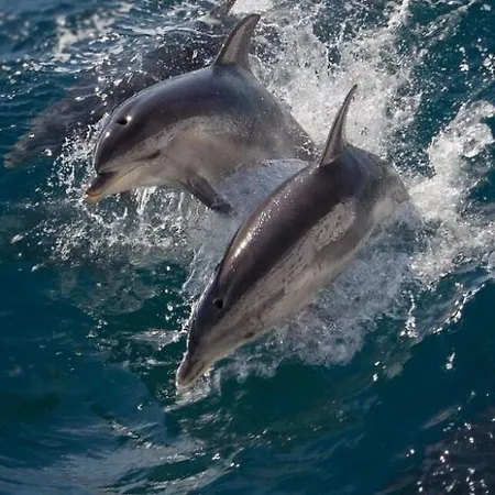 Apartamento Torres De Yomely Playa Americas *